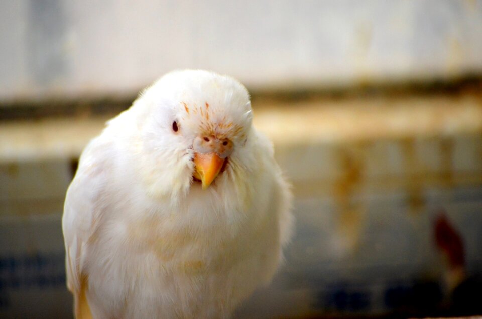 White snow white pet