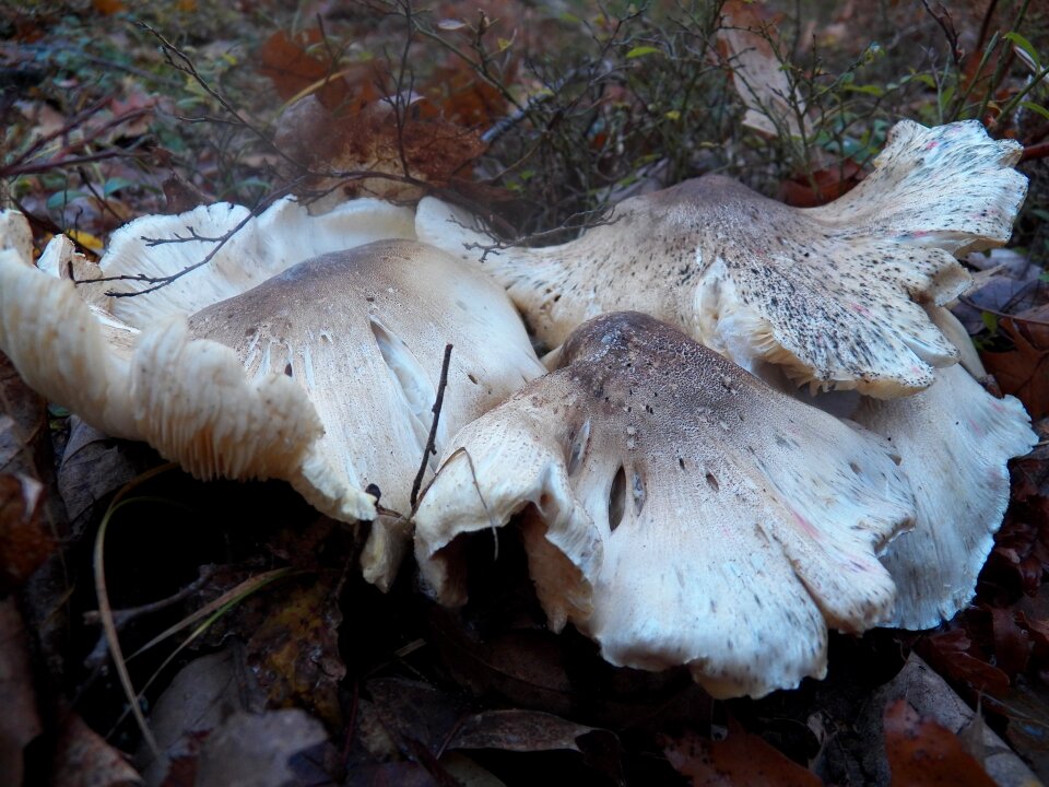 Toadstools fungus gilled fungi