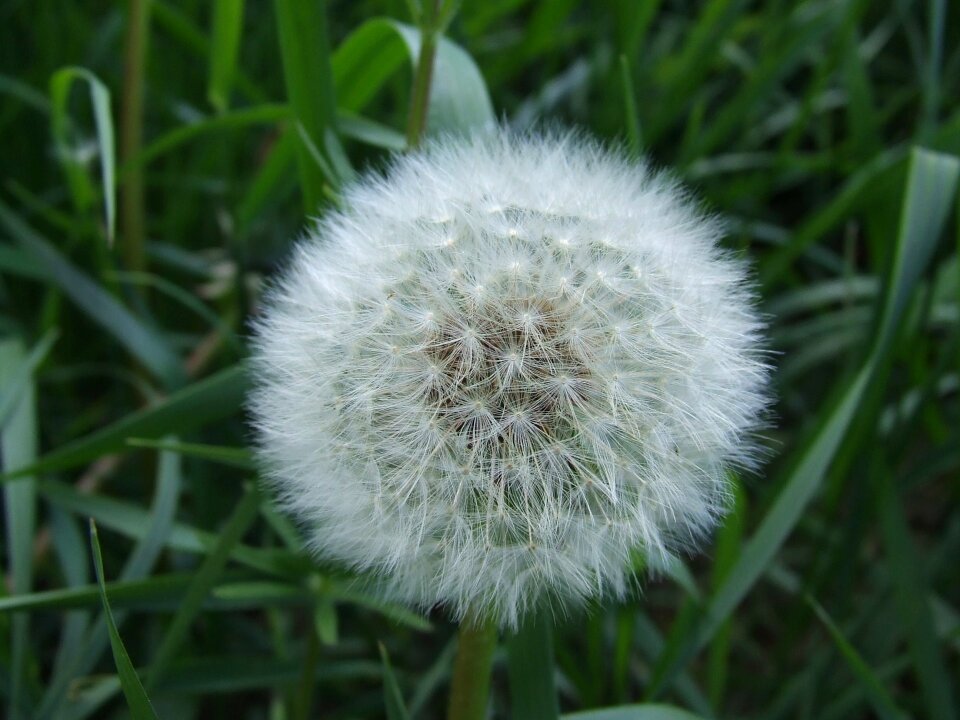 White green meadow