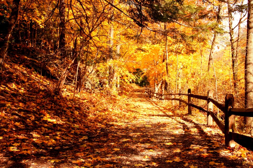 Autumn fall fall leaves