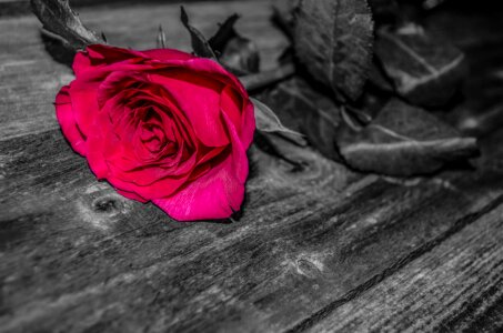 Nature remember gift