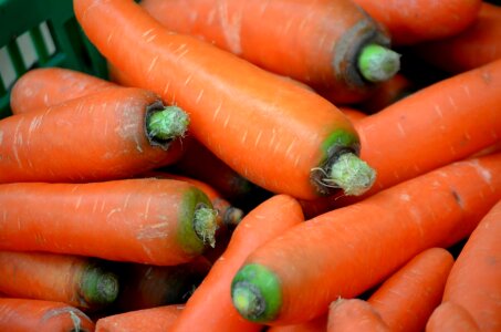 Root plant orange photo