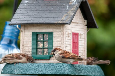 Food seeds cardinal