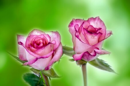 Love decoration nature
