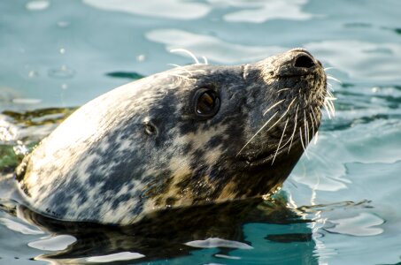 North-sea wild-animal threatened