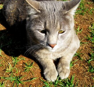 Shy undisturbed eyes