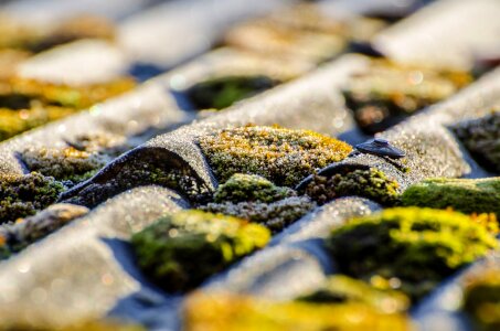 Soil lichen soft photo