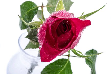 Drops rose love