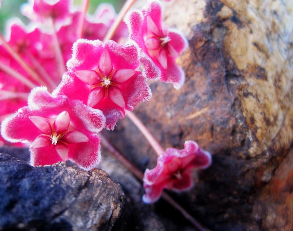 Wax-like velvety fragrant