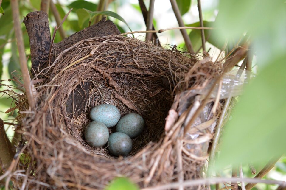 Eggs nature natural