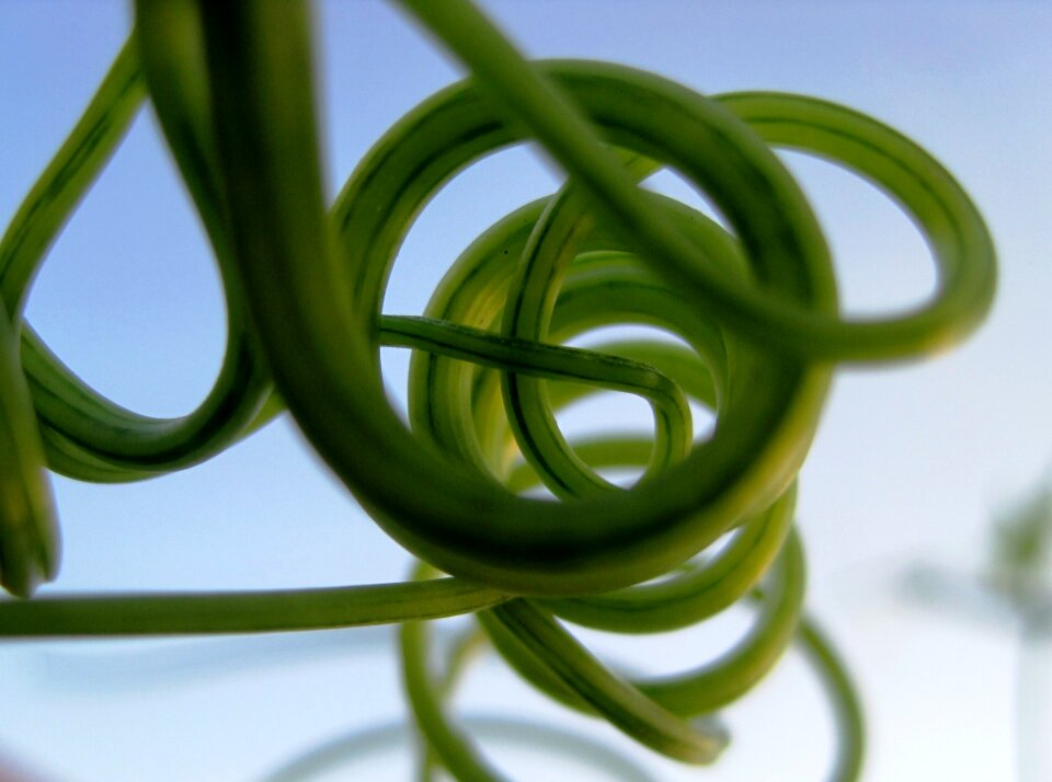 Curled curved twisted