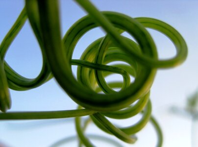 Curled curved twisted
