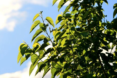 Leaves light translucent photo