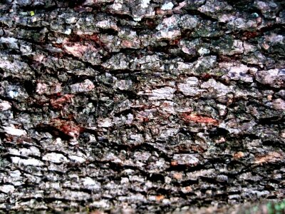 Textured patterned browns red browns