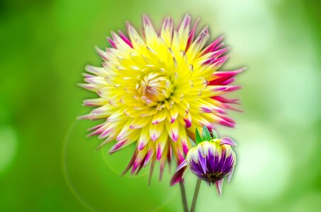 Nature remember gift
