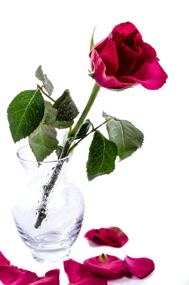 Drops rose love
