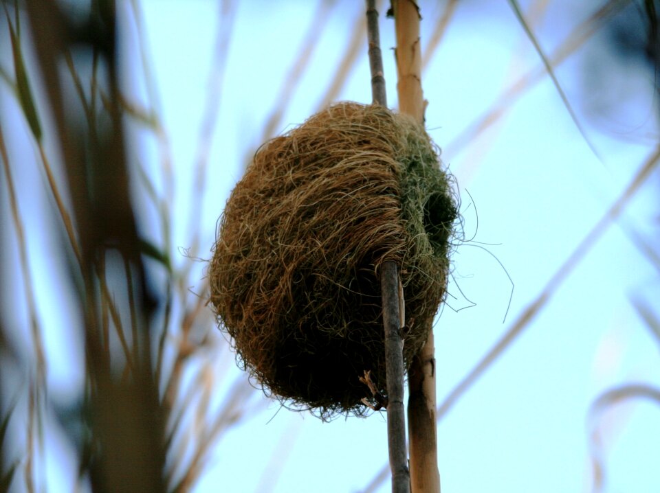 Woven reeds weaver bird