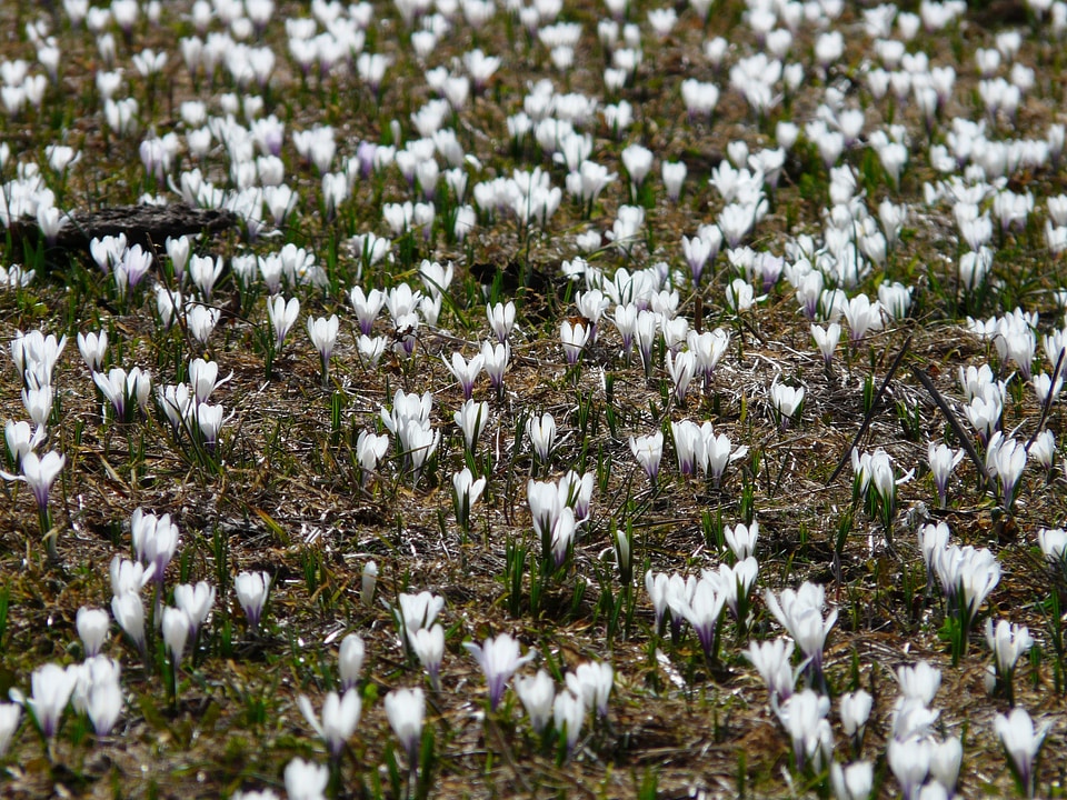 Crocus meadow flowers blossom