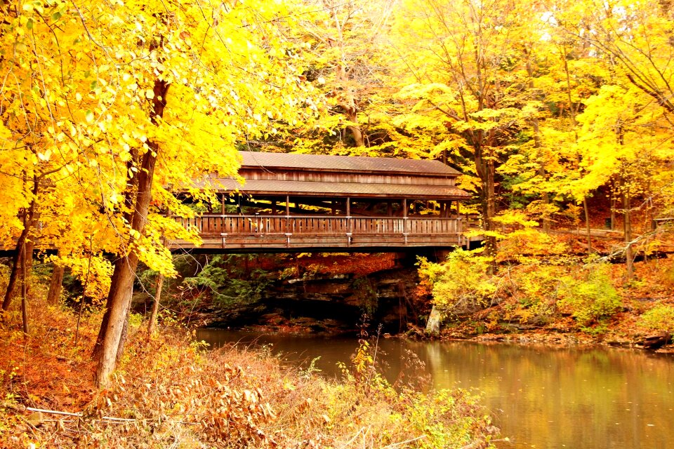 Fall leaves yellow