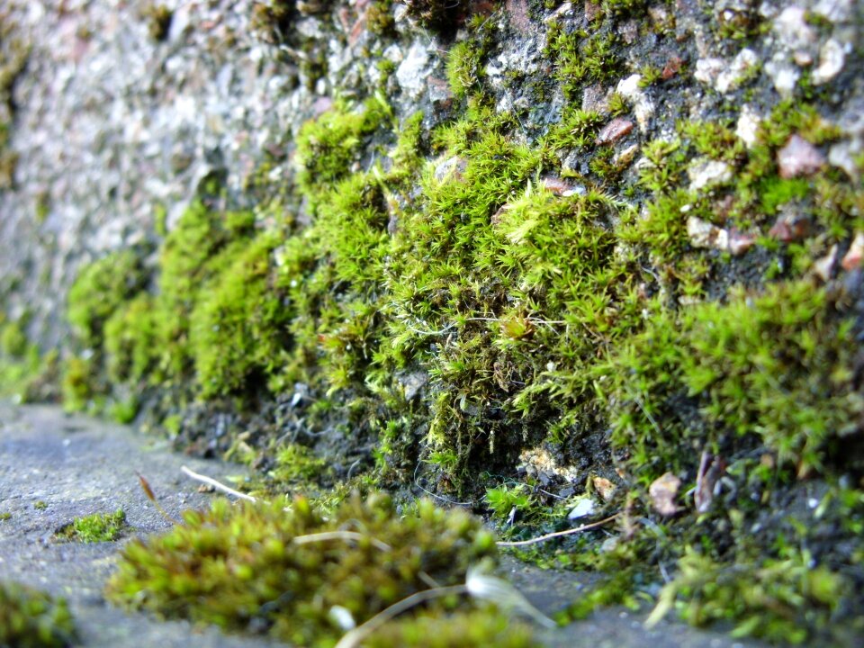 Plant green stone wall