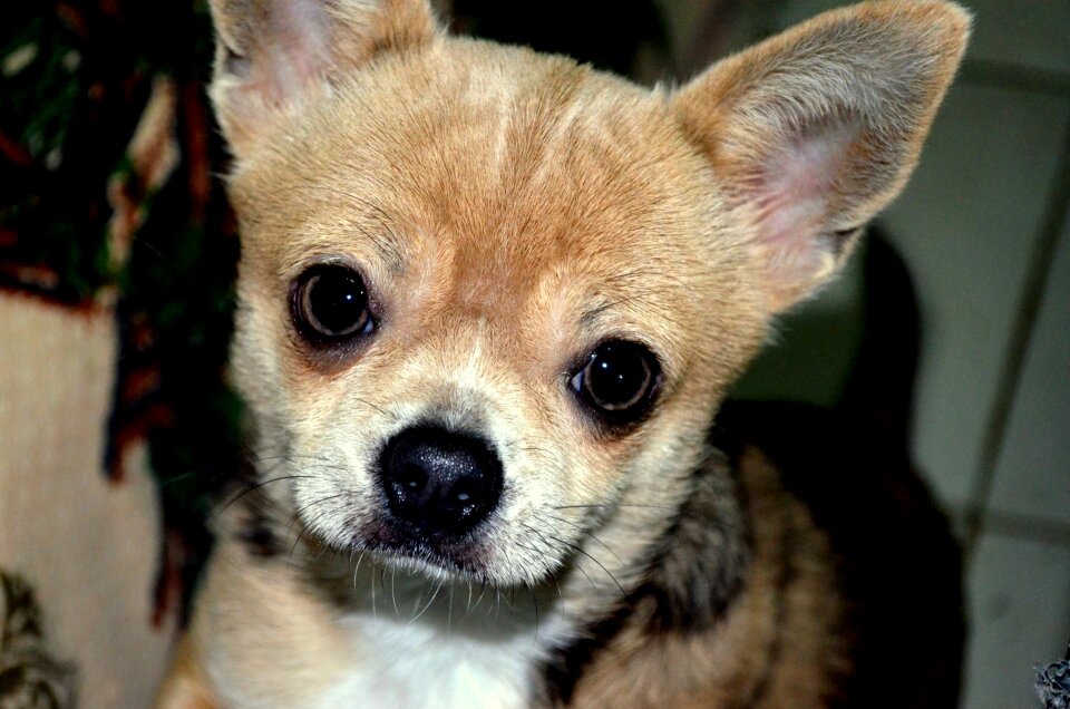 Portrait chihuahua breed