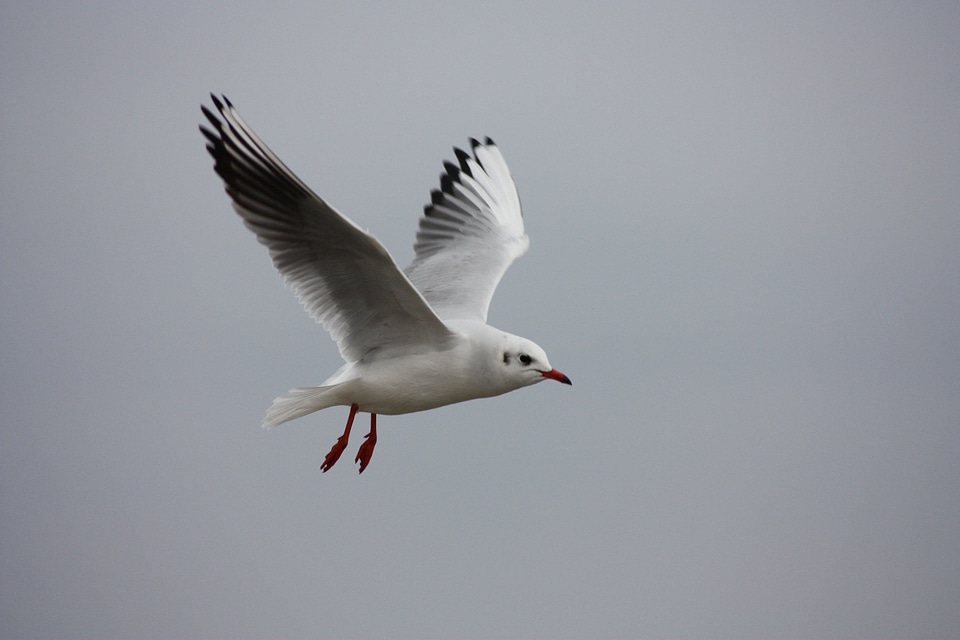 Seagull sky beach
