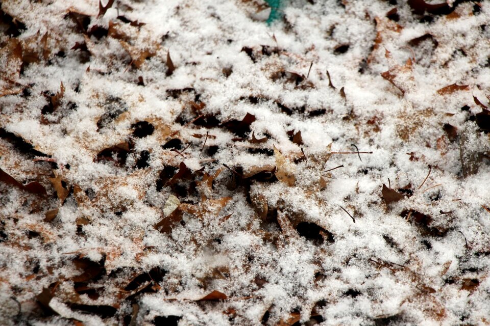Abstract leaves cold