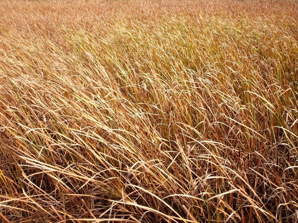Tall grass texture river
