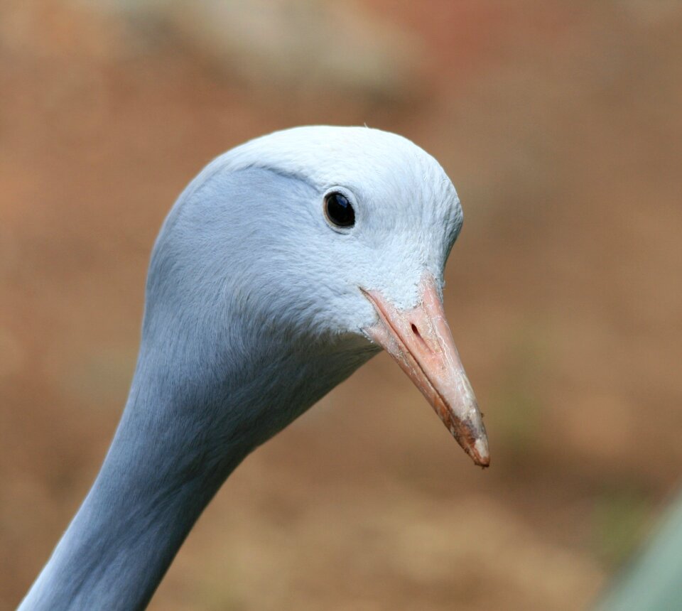 Smooth head neck