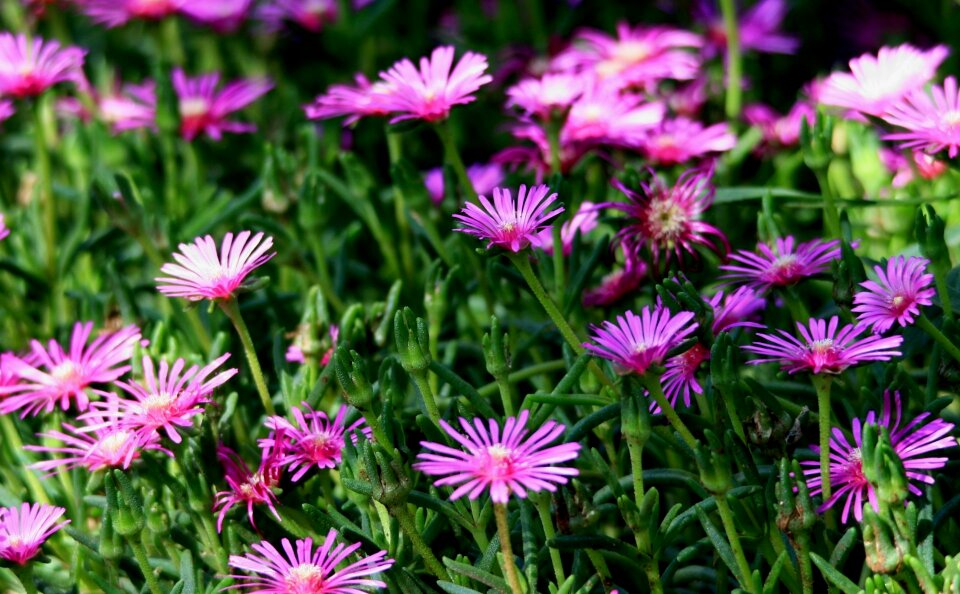 Pink succulent patch