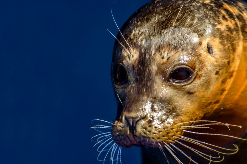 North-sea wild-animal threatened