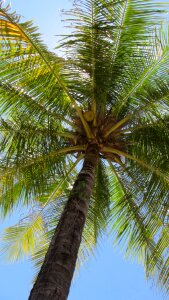 Coconut tree tropical vacation photo