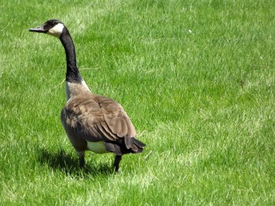 Field honk bird