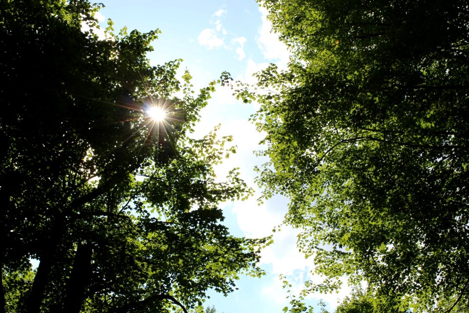 Light forest woods