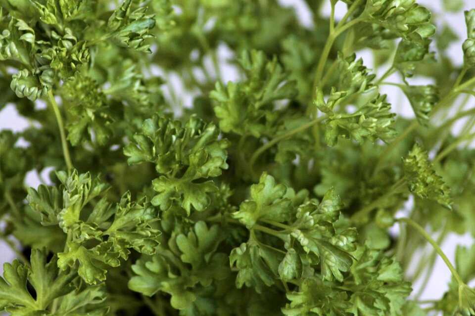 Spice herb garden herbs