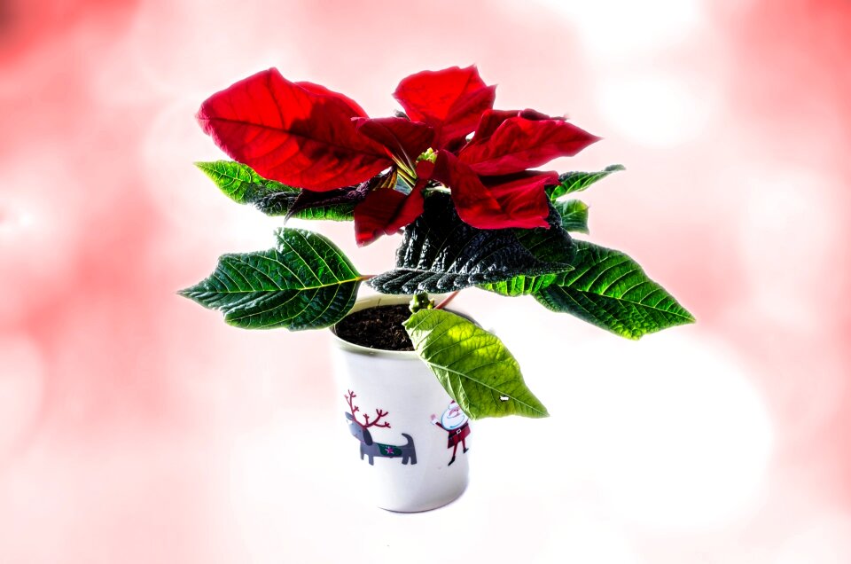 Isolated white poinsettia flower natural