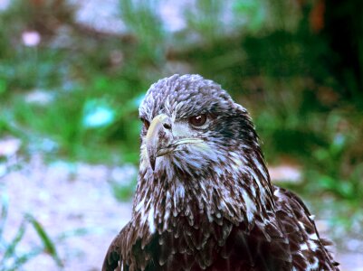 Raptor immature young