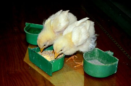 Baby chicks farm animal farm photo