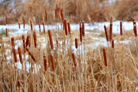 Winter season landscape photo