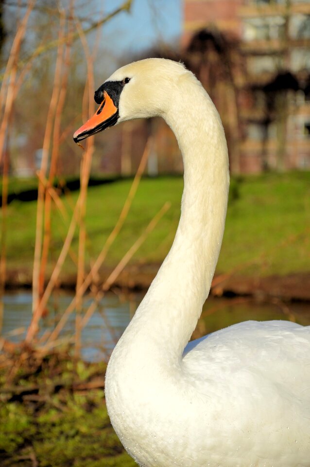 Proud white portrait