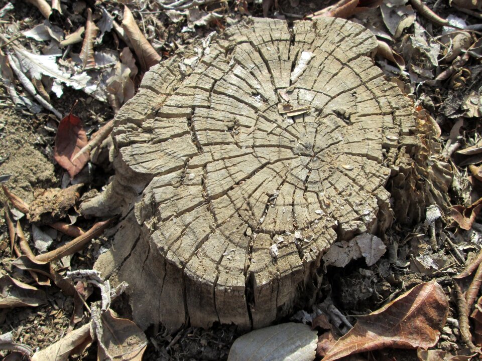 Background vegetation stump