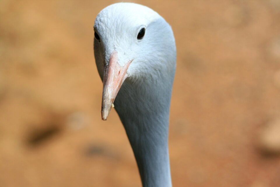 Grey head face