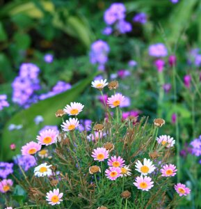 Verbena purple garden