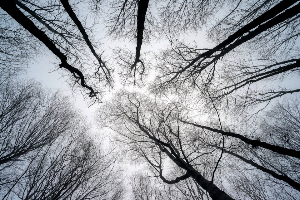 Winter branches fog