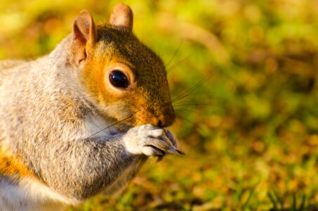 Paw tail close-up