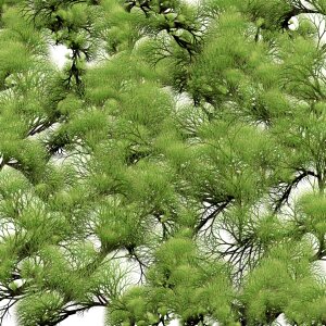 Textured tree twigs