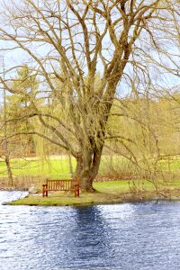 Water seat tree photo