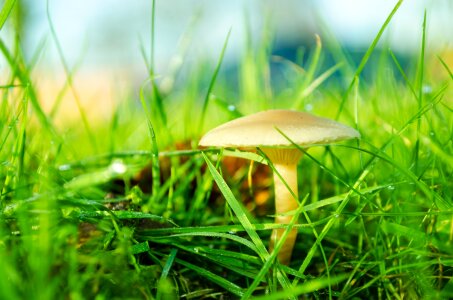 Fungus grass growing photo