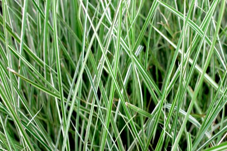 Stripes green white
