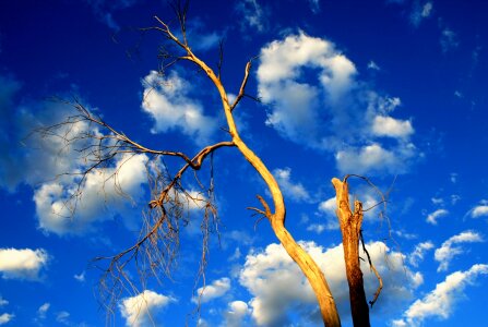 Dry bare sundown